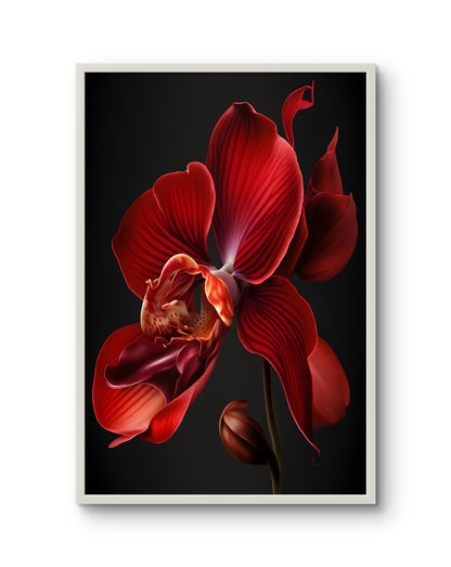 Scarlet Flame Orchid