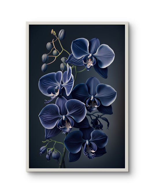 Midnight Indigo Orchid