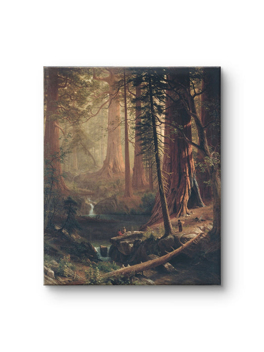 Redwood Forest Sanctuary