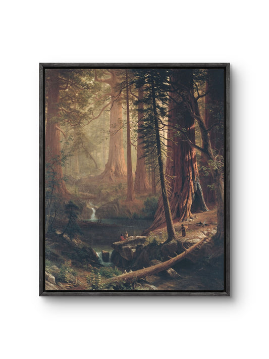 Redwood Forest Sanctuary
