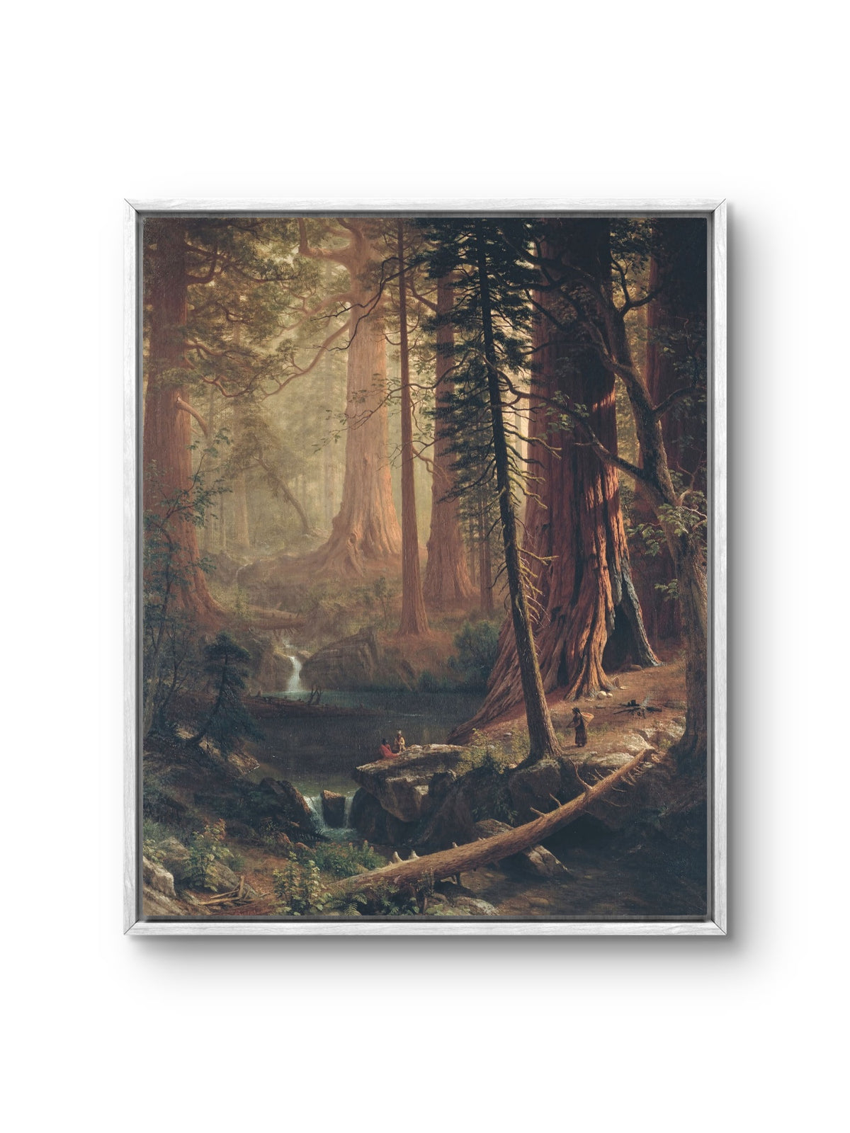 Redwood Forest Sanctuary