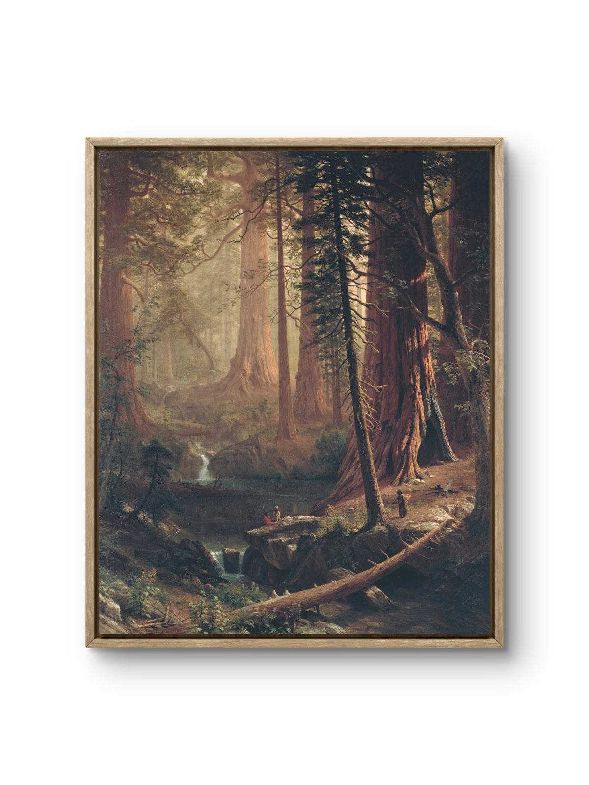 Redwood Forest Sanctuary
