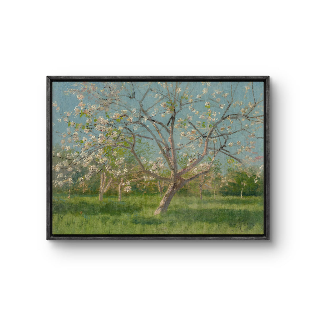 Blossoms Under Blue