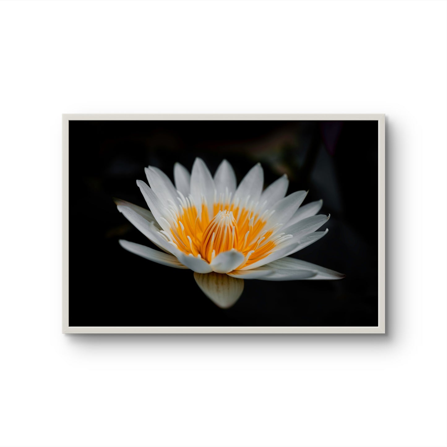Golden Lotus