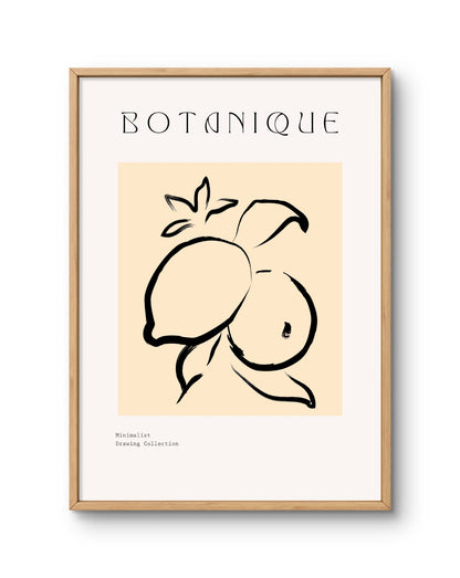 Botanique Minimal Fruit Line Drawing