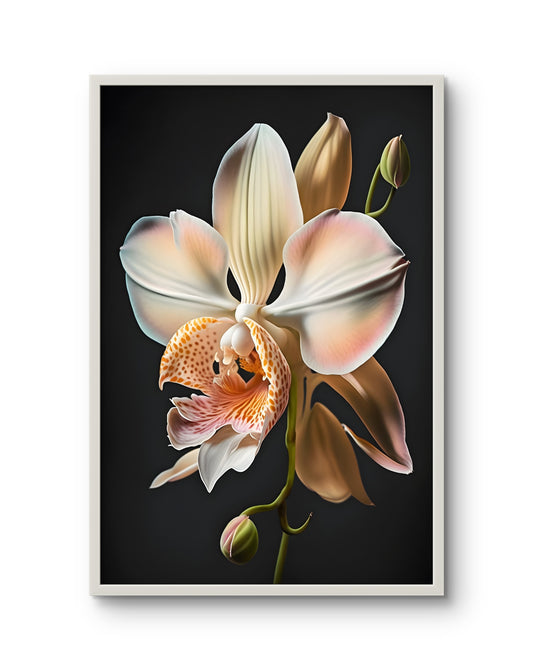 Blush Orchid Grace