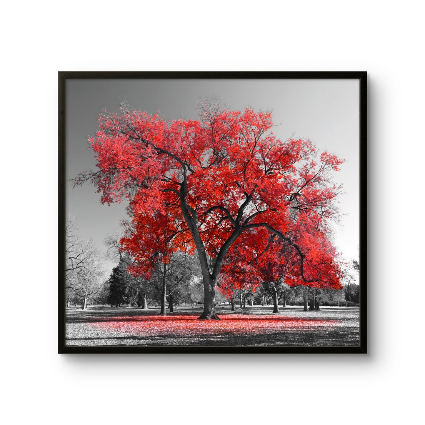 Crimson Tree Autumn Glow
