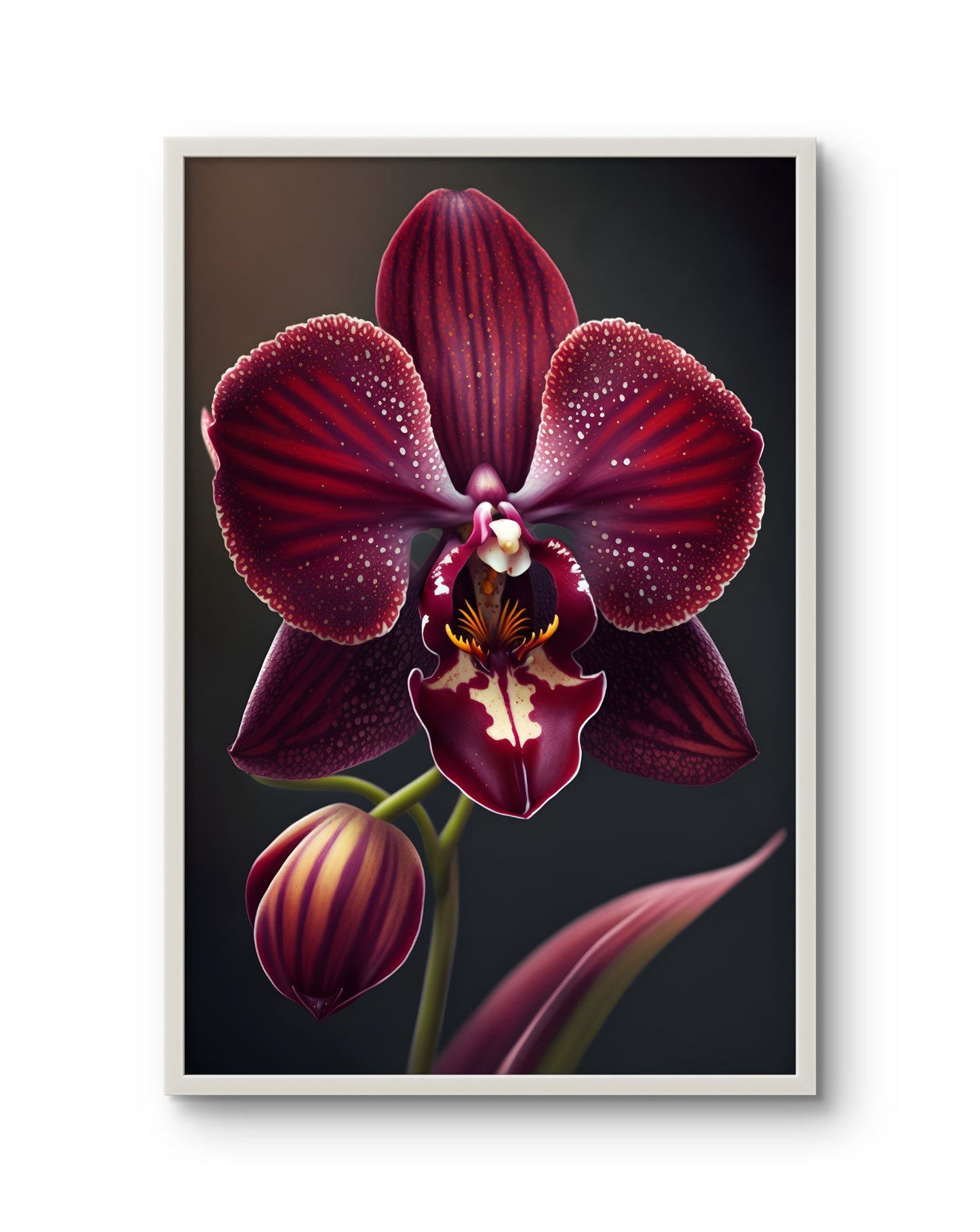 Crimson Velvet Orchid