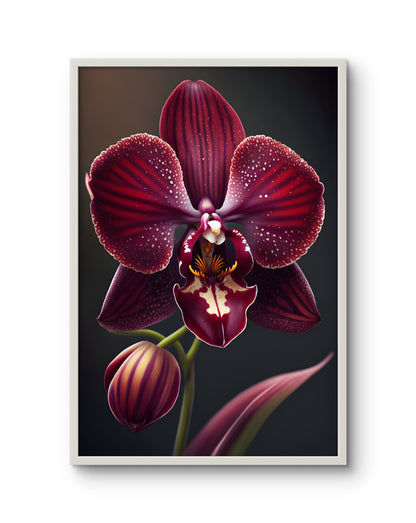 Crimson Velvet Orchid
