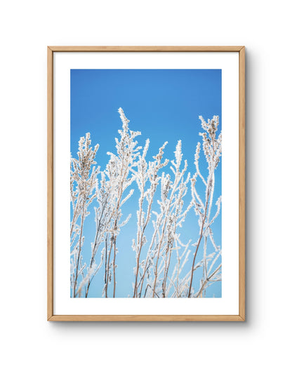 Frosted Light