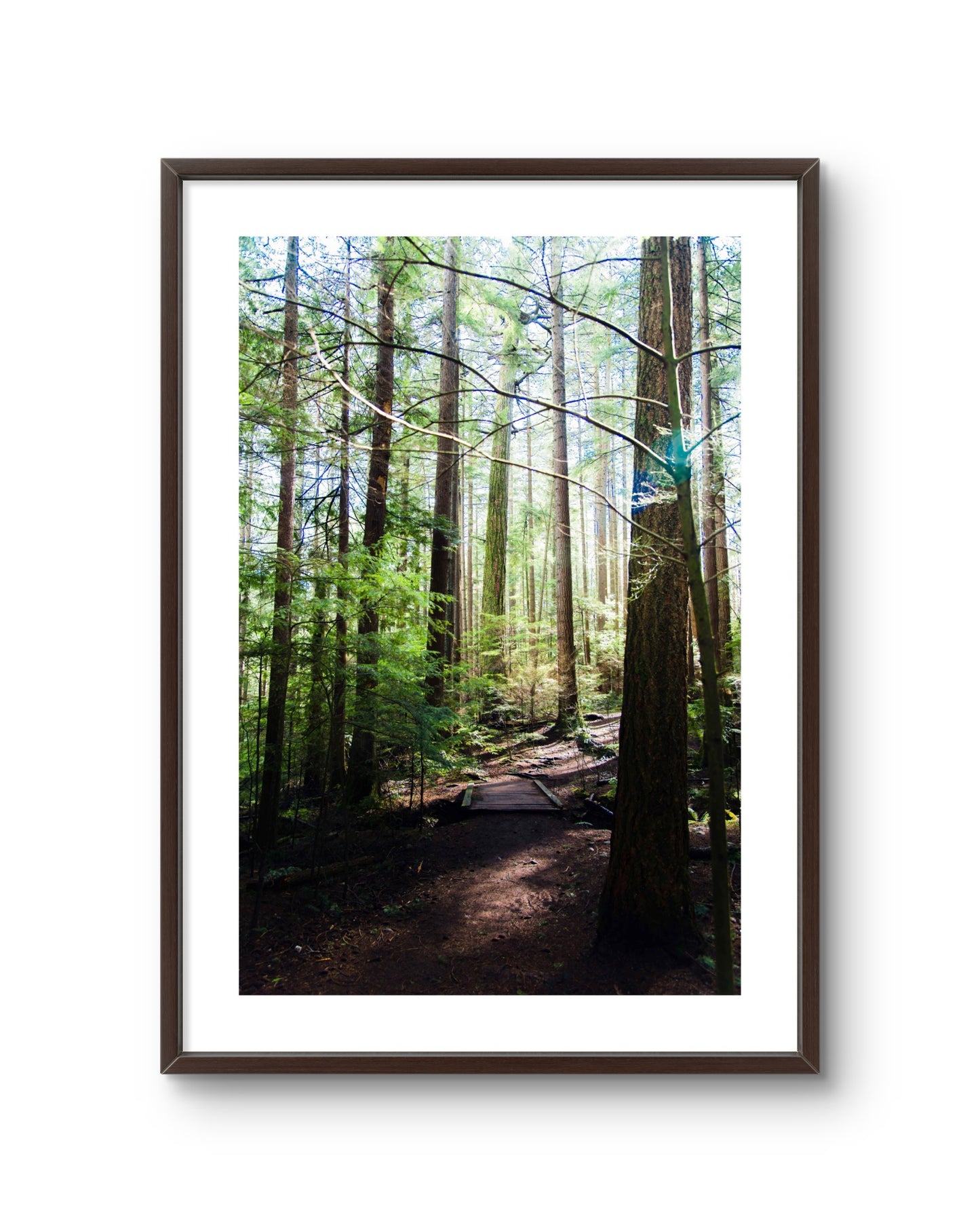 Forest Path