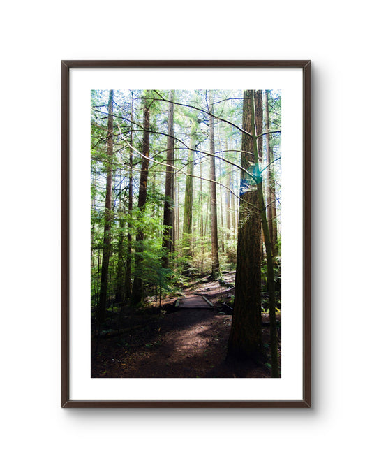 Forest Path