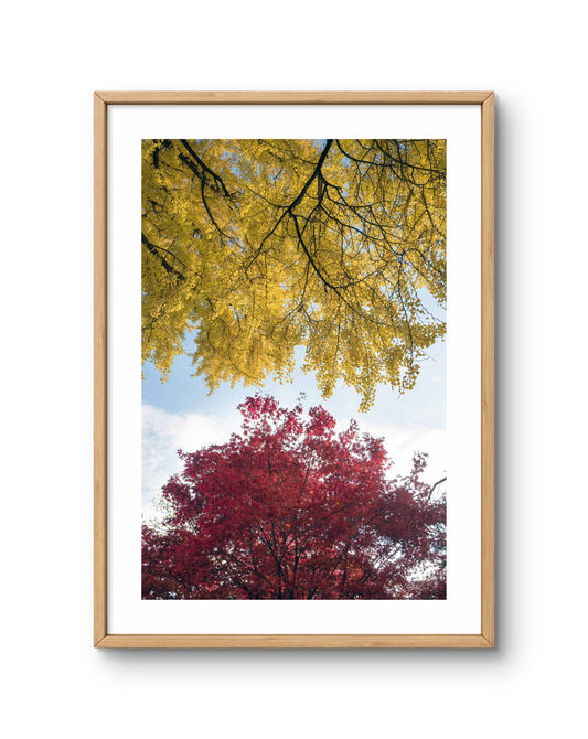 Autumn Canopy